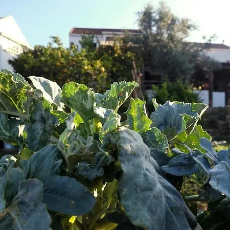 Breakfast Under A Tree Apartamento * Serra